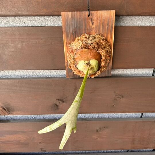 ビカクシダ