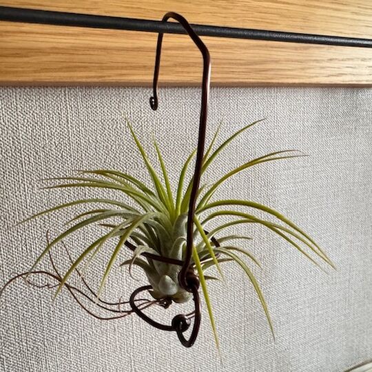 エアプランツ