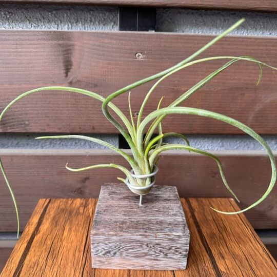エアプランツ