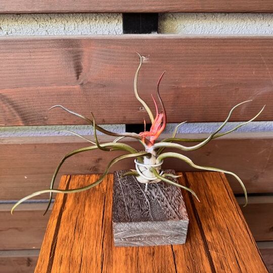 エアプランツ