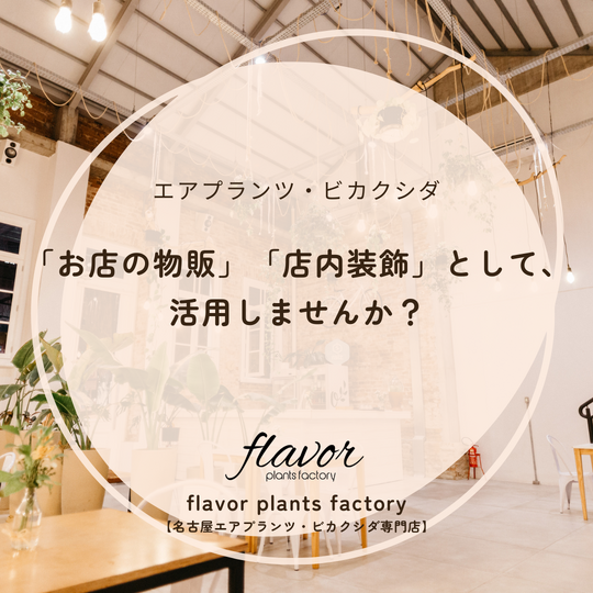 お店の物販として、店内装飾として、活用しませんか？ - 1